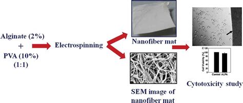  Alginate: Découverte d'un Matériel Biocompatible et Polyvalent pour l'Ingénierie Tissu !