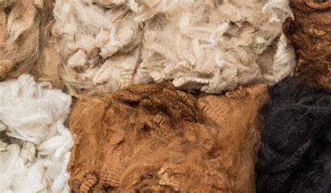  Alpacas: Des fibres douces aux performances exceptionnelles pour le textile de luxe!