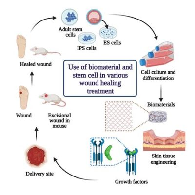  Fibrin: Un matériau naturel étonnant pour l’ingénierie tissulaire et la cicatrisation accélérée!