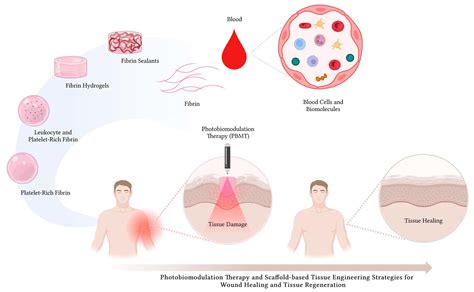  Fibrinogen: Un Biomatériau Fascinant pour la Régénération Tissulaire et les Applications Chirurgicales Avancées !