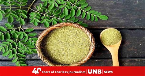 Moringa Powder: Une Analyse Complexe de Ses Propriétés et Applications Industrielles dans la Bio-Pharmaceutique !